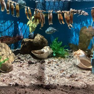 Chain Dogfish Egg Cases