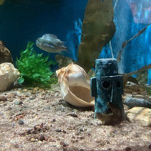 Fish Living in Squidward's House