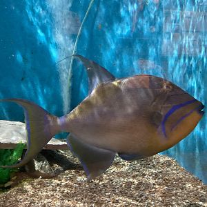 Queen Triggerfish