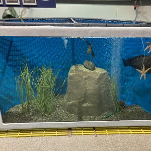 Snowy Grouper Tank (behind the scenes)