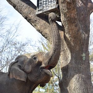 [December 2020] River's Edge- Asian elephant (Elephas maximus) eating
