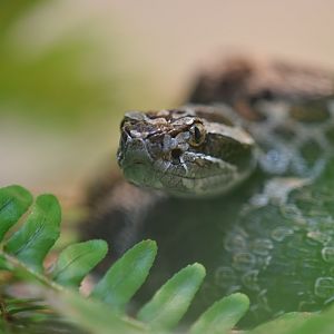 [February 2020] Herpetarium- eastern massasauga rattlesnake (Sistrurus catenatus catenatus)