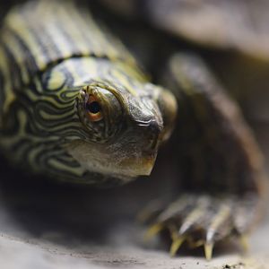 [February 2020] Herpetarium- common map turtle (Graptemys geographica)