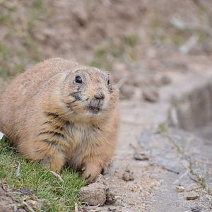 [February 2020] black-tailed prairie dog (Cynomys ludovicianus)