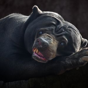 [February 2020] River's Edge- Malayan sun bear (Helarctos malayanus malayanus)