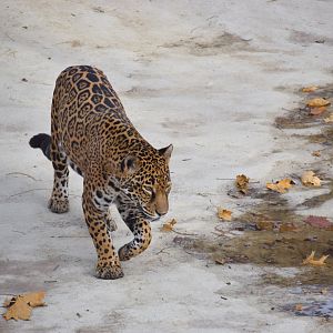 [December 2019] Big Cat Country- jaguar (Panthera onca)