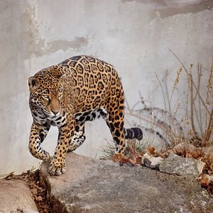 [December 2019] Big Cat Country- jaguar walking