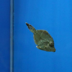 Bristle-tail filefish - Acreichthys tomentosus