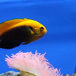 African pygmy angel - Centropyge acanthrops