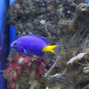 Yellow-tail damselfish - Chrysiptera parasema