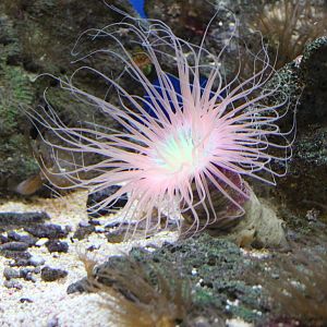 Tube-dwelling anemone