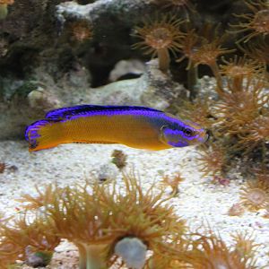 Arabian dottyback - Pseudochromis aldabraensis