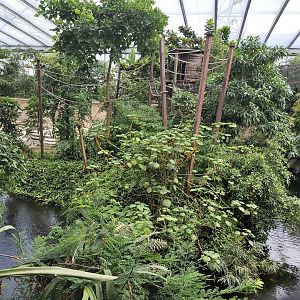 White-handed gibbon enclosure