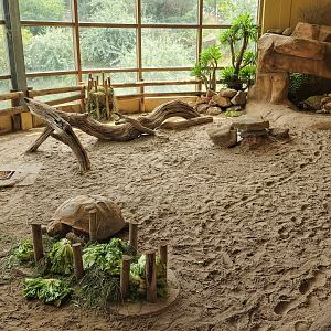 African spurred tortoise exhibit