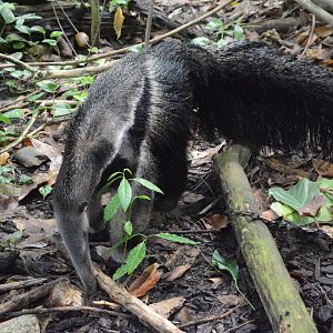 Giant anteater (Myrmecophaga tridactyla)