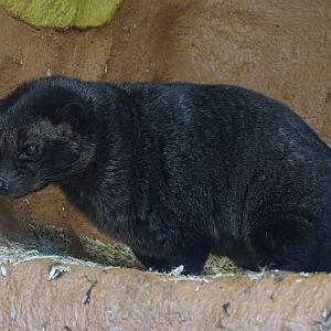 Philippine Palm civet (Paradoxurus hermaphroditus philippinensis) (07/22)