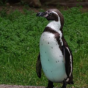 Humboldt penguin (Spheniscus humboldti) (07/22)