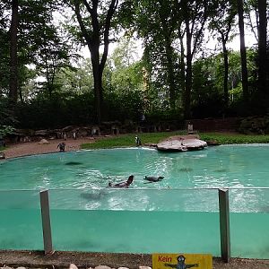 Enclosure for Humboldt penguins (07/22)