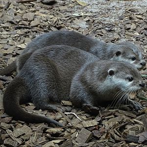 Asian small-clawed otters (Aonyx cinerea) (07/22)
