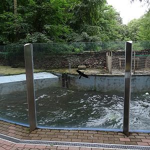 Former giant otter enclosure - currently housing sea lions and fur seals (07/22)