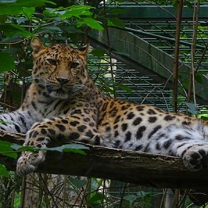 Amur leopard (Panthera pardus orientalis) (07/22)