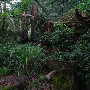 Enclosure for Amur leopard  (07/22)