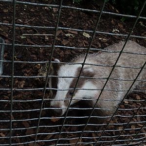 European badger (Meles meles meles) (07/22)