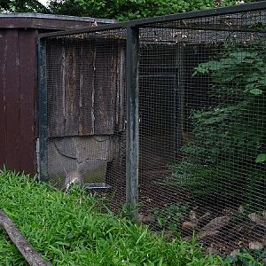 Enclosure for European badger (07/22)