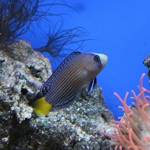 Splendid dottyback - Pseudochromis splendens