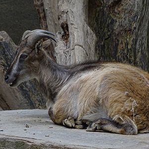 Himalayan tahr (Hemitragus jemlahicus) (07/22)