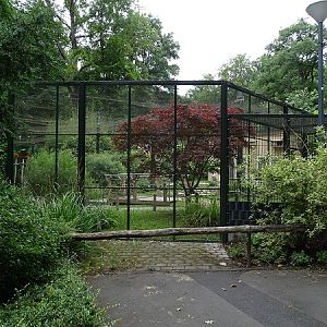 South American mixed species aviary (07/22)