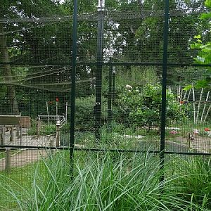 South American mixed species aviary (07/22)