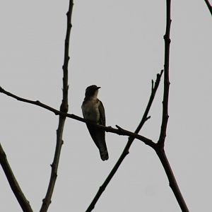 Klaas's cuckoo
