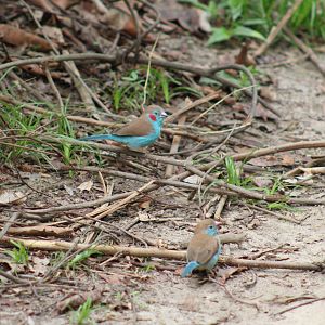 Red-cheeked cordon-blue - pair