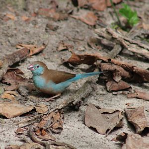 Red-cheeked cordon-bleu - female