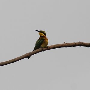 Little bee-eater