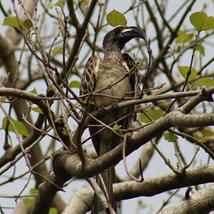 African grey hornbill
