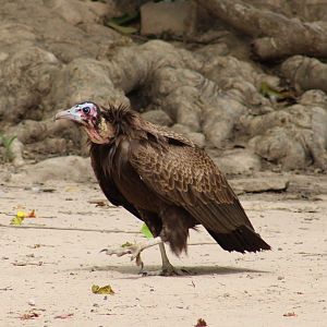 Hooded vulture