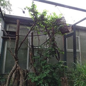 Amazonashaus - Enclosure for pygmy marmosets (07/22)