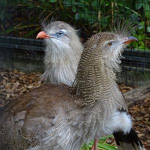 Red-legged seriema (Cariama cristata)