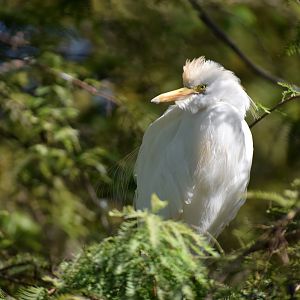 [October 2019] Cypress Swamp- Cattle Egret (Bubulcus ibis)