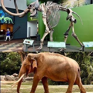 The Mammoth of Miami?