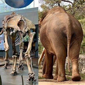 The Mammoth of Miami?