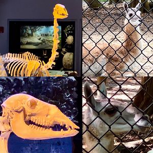 Hemiauchenia Lookalike Squirt