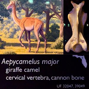 Leidy's Giraffe Camel