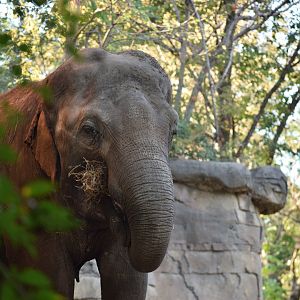 [October 2019] River's Edge- Asian elephant (Elephas maximus) eating