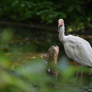 [September 2019] Cypress Swamp- white ibis (Eudocimus albus)