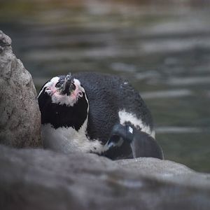 [September 2019] Penguin and Puffin Coast- Humboldt penguin (Spheniscus humboldti)
