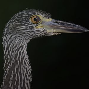 [September 2019] yellow-crowned night heron (Nyctanassa violacea) juvenile nictitating