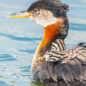 Red-necked Grebes